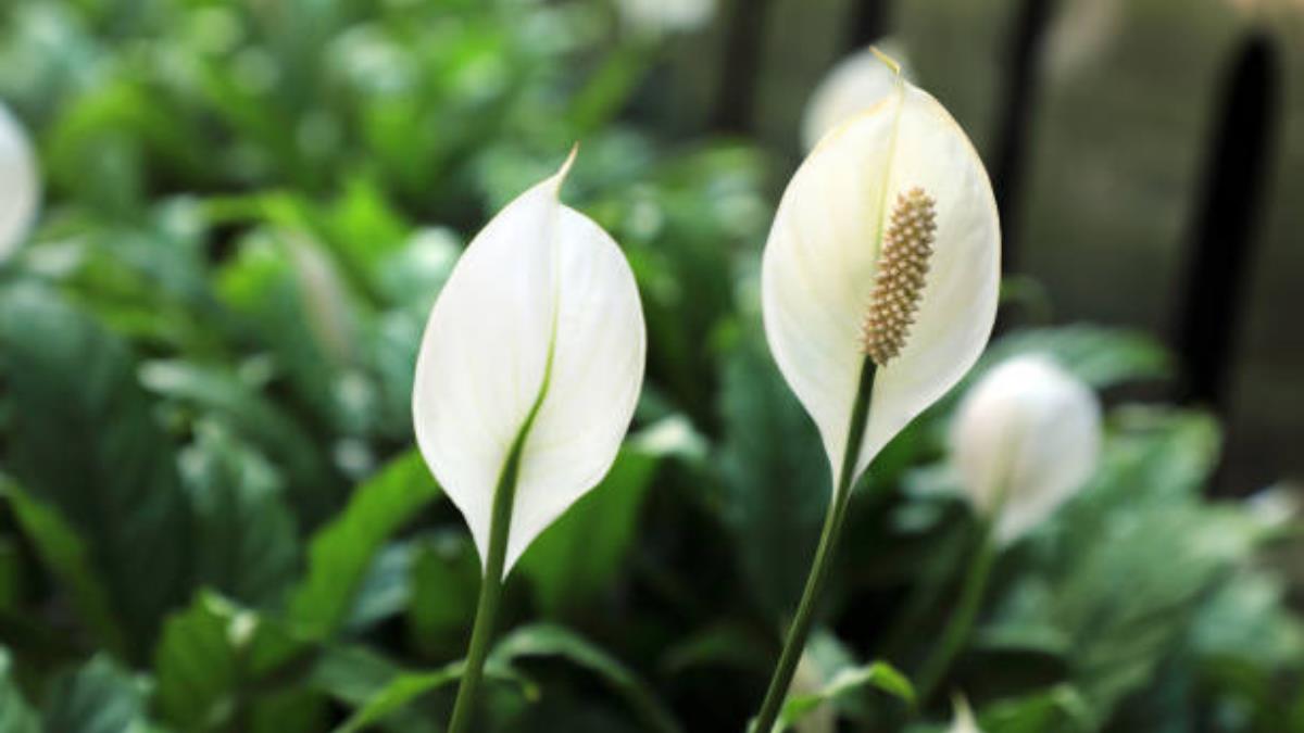 Una cucharadita de este abono casero y tu Cuna de Moisés estallará de flores en diciembre